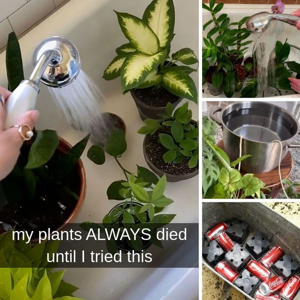 Can't Keep Plants Alive❓These Hacks Are Life-Savers