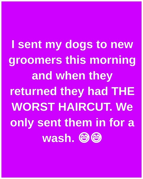 Owners Who Barely Recognized Their Pets After Grooming