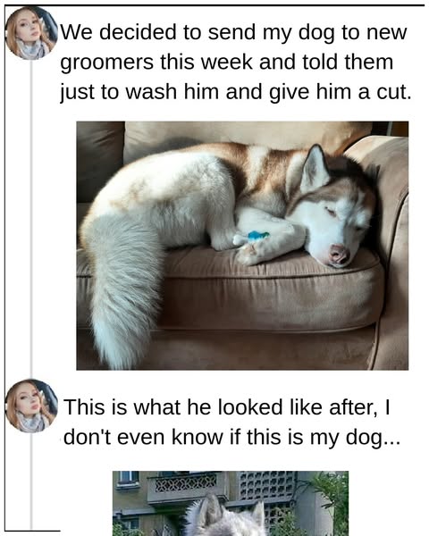 32+ Groomed Pets That Came Back Looking Like A Different Animal