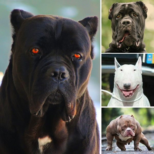 It's More Than Just A Myth, These Dog Breeds Are Too Dangerous To Own