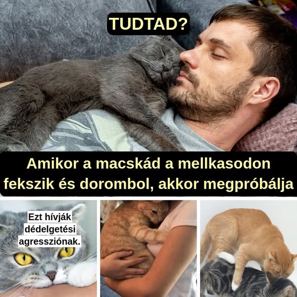 Magyarázat a gyakori macska viselkedésekre.