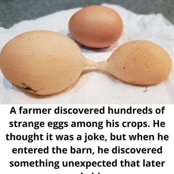 Story Time: Farmer Finds Hundreds Of Eggs In His Crops