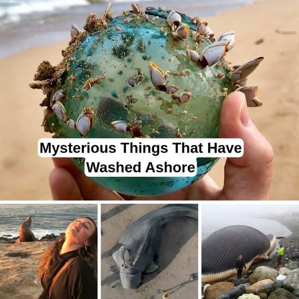 35+ Strange Things People Spotted At The Beach