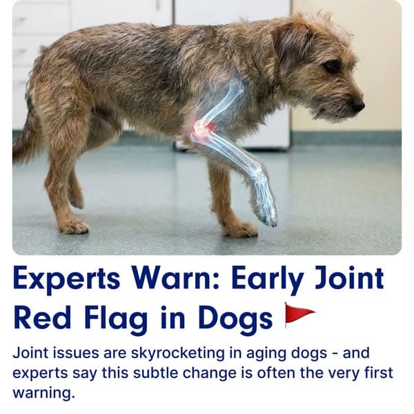 If Your Dog Is Slowing Down – You Need To Read This ☝️