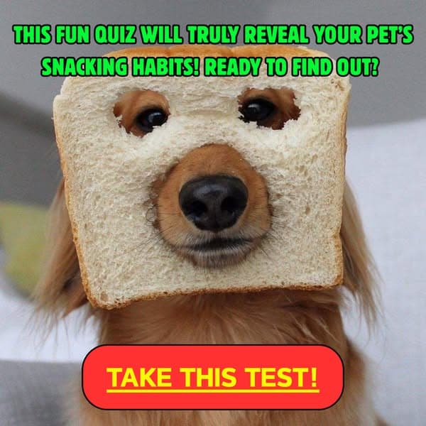 Your Pet’s Snack Habits = Their Secret Personality