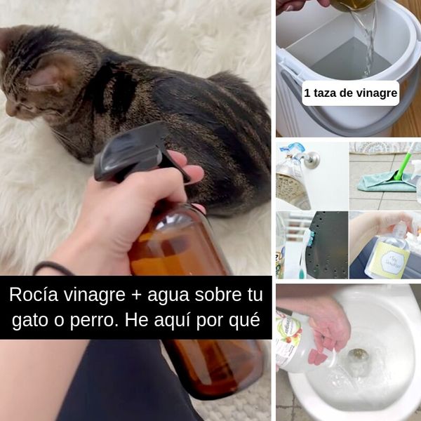 35+ Brillantes trucos con vinagre que todo el mundo debería conocer