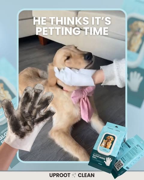 Effortless Grooming & a Shiny Coat with Uproot Grooming Gloves Pro!