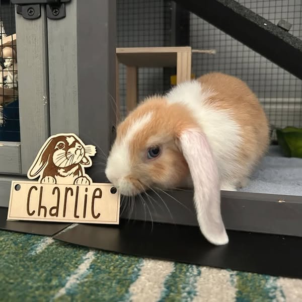 Personalized Bunny Rabbit Cage Tag, Custom Engraved Wood, Pet Rabbit, Pet Bunny Cage Tag, Cage Accessories, Small Animal Cage Decor