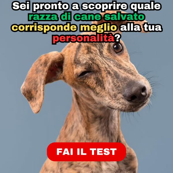 🐾 Quale Razza di Cane Dovresti Adottare?