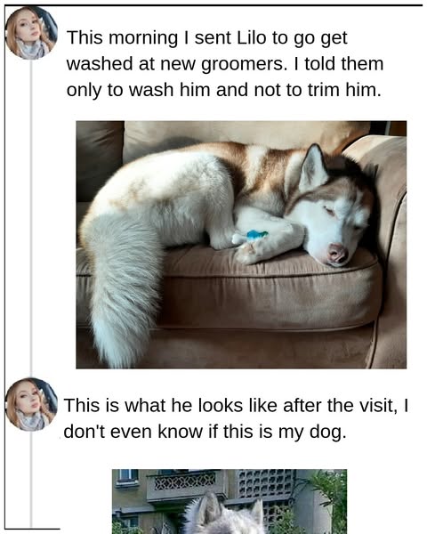 32+ Pets That Got Groomed And Didn't Look The Same