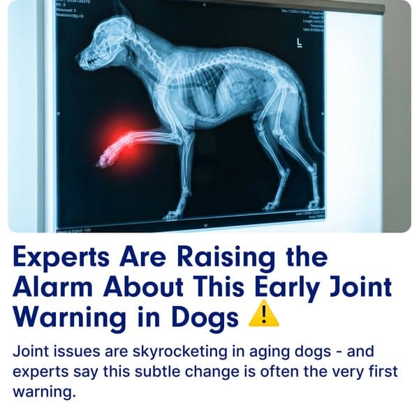 If Your Dog Is Slowing Down – You Need To Read This ☝️