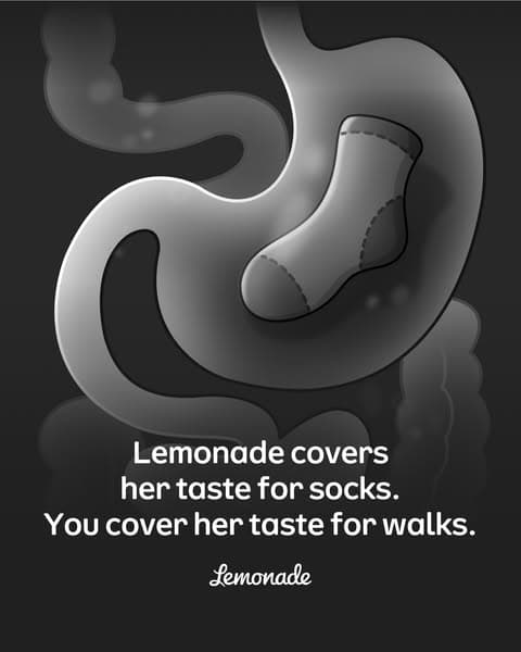 Lemonade Pet Insurance