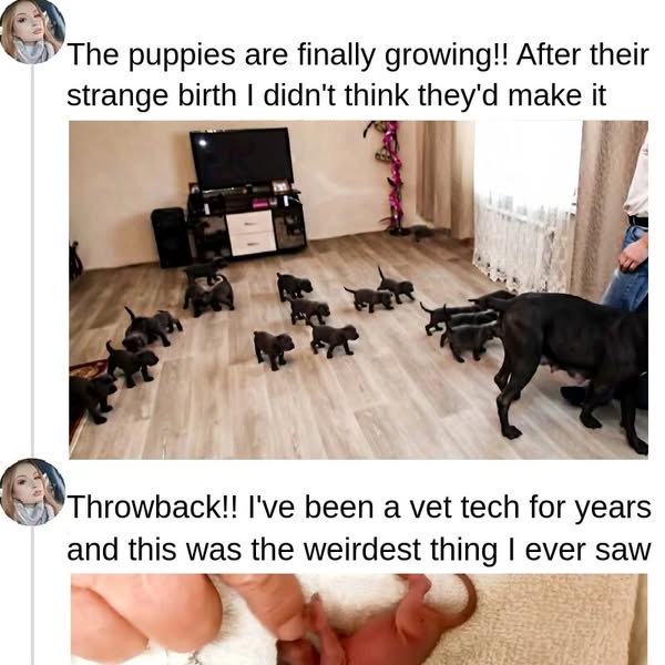 Experienced Vet Has No Idea What To Do About Puppy Birth