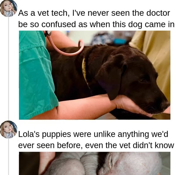 Vet Is Left Bewildered By Strange Puppy Birth