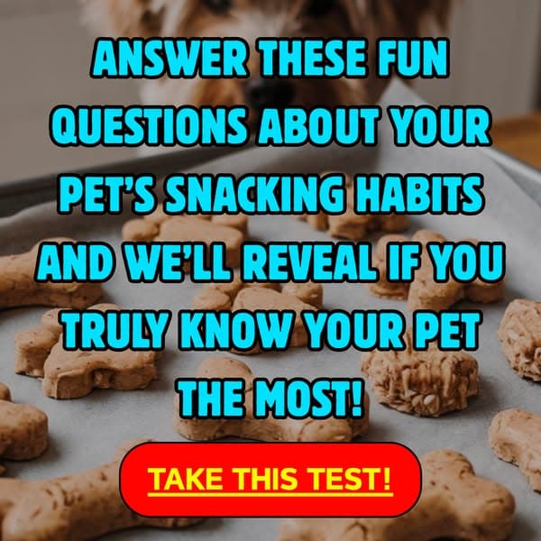 Your Pet’s Snack Habits = Their Secret Personality