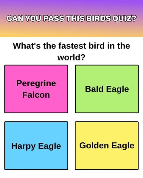 How Much Do You Really Know About Birds? Most People Fail Miserably!