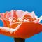 SC ASSET