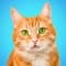 The Odorless Cat