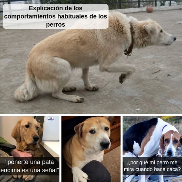 Más de 35 comportamientos de perros que no deben ser ignorados