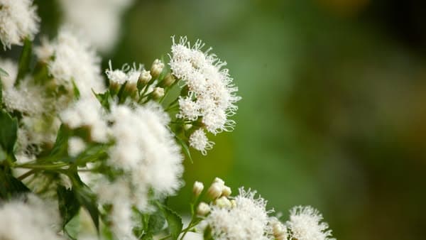 Get up to $500 for a new garden with help from SAWS