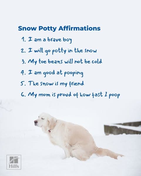 Tips for Potty Training Your New Puppy | Hill's Pet US