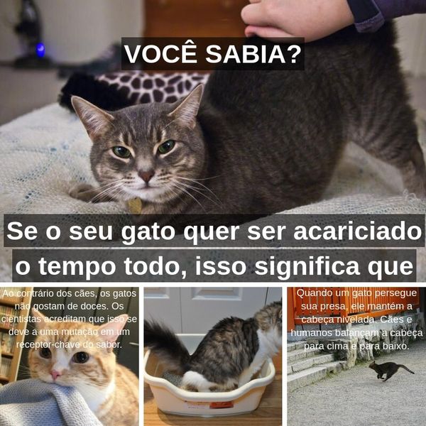 O guia de comportamentos comuns de gatos para amantes de gatos