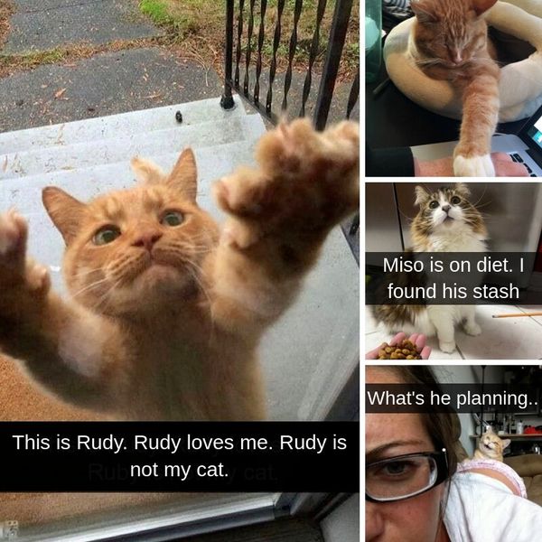 35+ Snaps That Remind Us Cats Rule The Internet For Good Reason