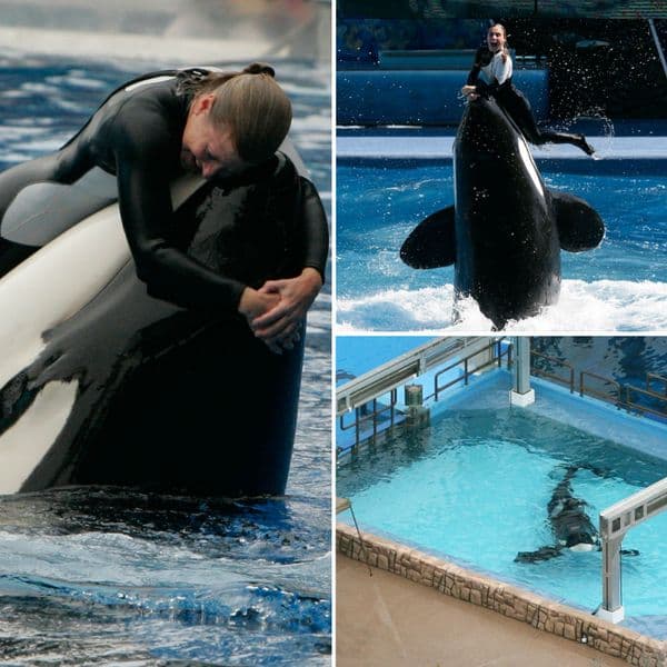 A Decade Later, Dawn Brancheau's Passing Is Solved