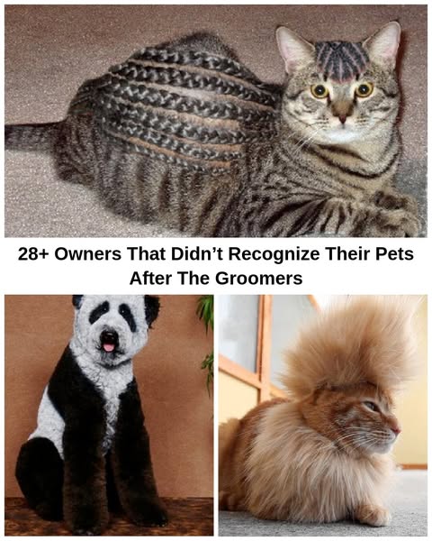 28+ Pets That Looked Completely Different After Their Grooming Visit