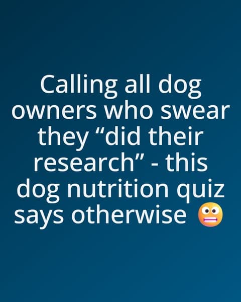 Can You Pass This Dog Nutrition Quiz?
