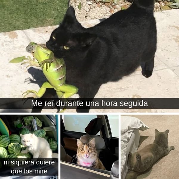 Más de 35 personas que comparten divertidas fotos de sus gatos