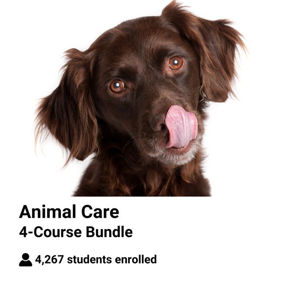 Animal Care Online Course 👉 NOW £50