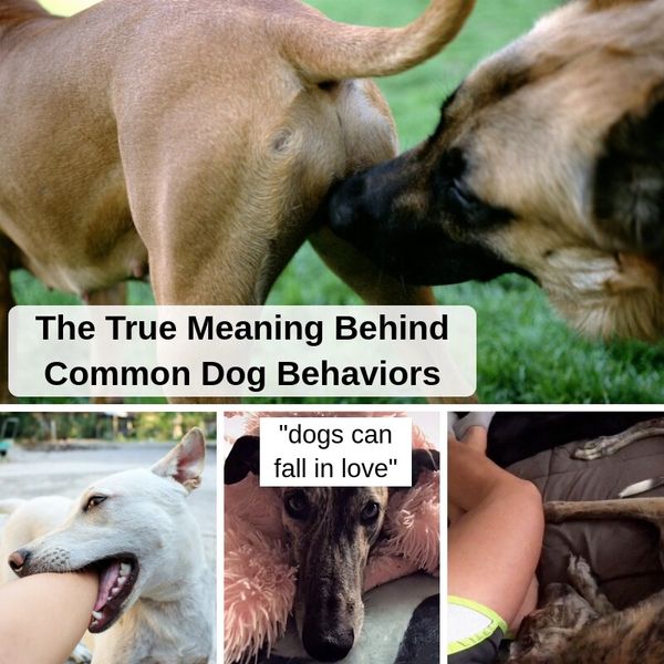 32+ Strange Things Dogs Do And What They Mean