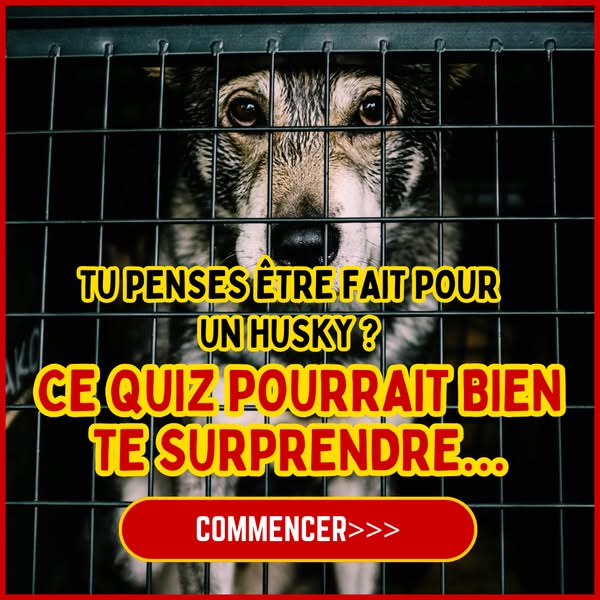 🐾 Quel Chien Pour Toi ? 🦴