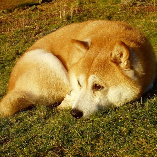 If A Dog Follows Their Owner All Over The Place, Here's What They're Trying To Say