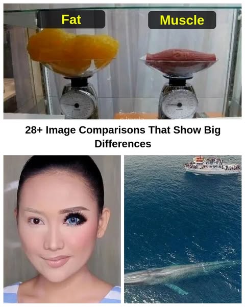 28+ Comparison Photos That Completely Change Perspectives