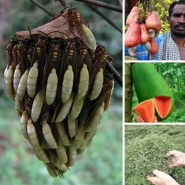 35 Foods Before They're Harvested