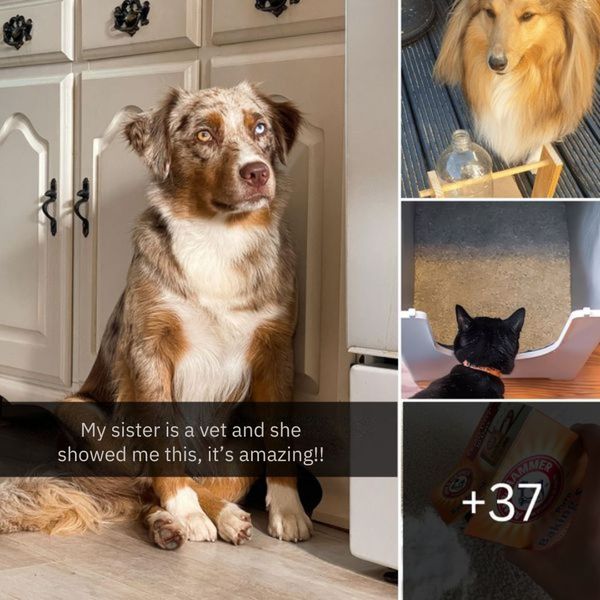 40+ Amazing Pet Hacks: Money-Saving Tips Every Pet Owner Must Know