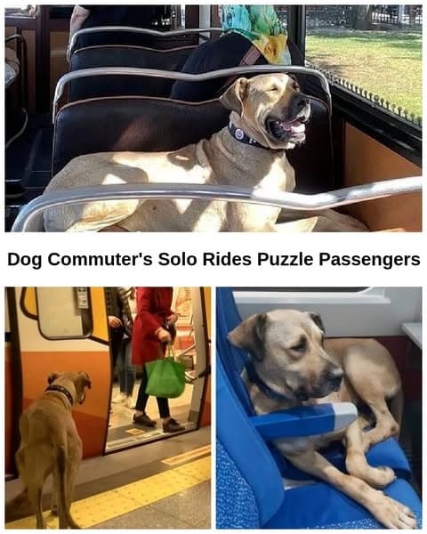 Dog Riding Subway Alone Sparks Mystery Among Commuters