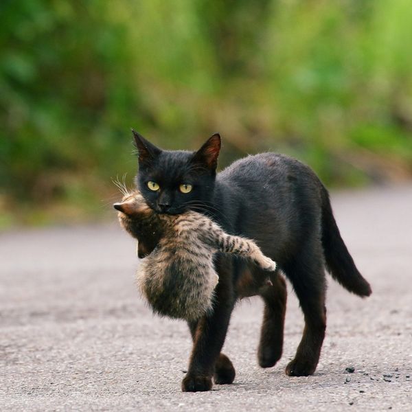 32+ Vreemde dingen die katten doen en wat ze betekenen