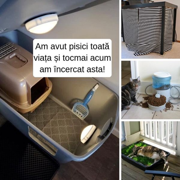 Ai O Pisică❓Evită Aceste Greșeli Comune