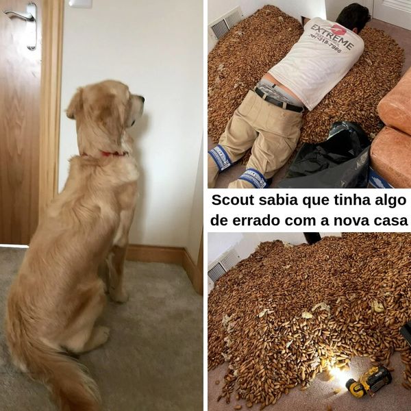 Este cachorro ficou uivando até seu dono derrubar a parede