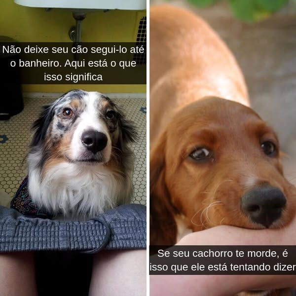 35+ comportamentos de cães que não devem ser ignorados