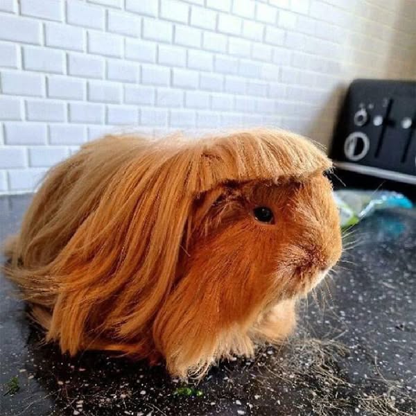 Pets Who Came Back From The Groomers With Bizarre New Looks