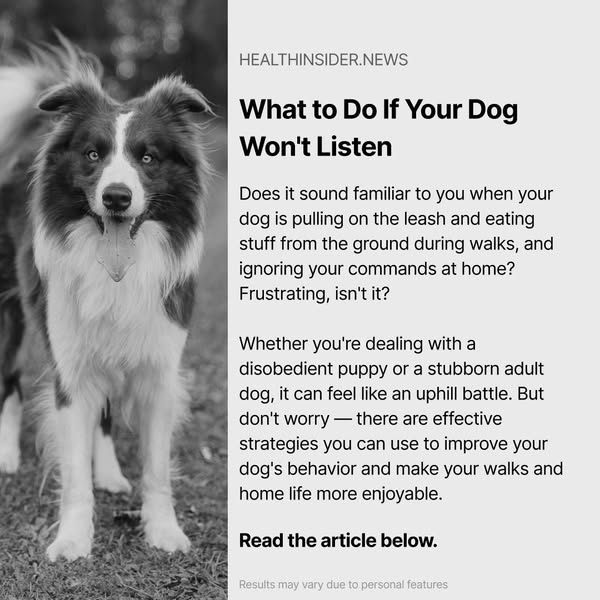 What to Do If Your Dog Won't Listen