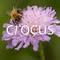 Crocus.co.uk