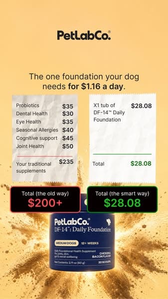 Replace $200+ In Dog Supplements With 1 Scoop