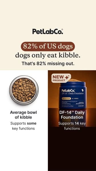 Stop Guessing What Your Dog Needs