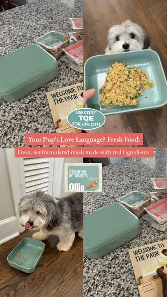 Vet-Approved Pup Nutrition