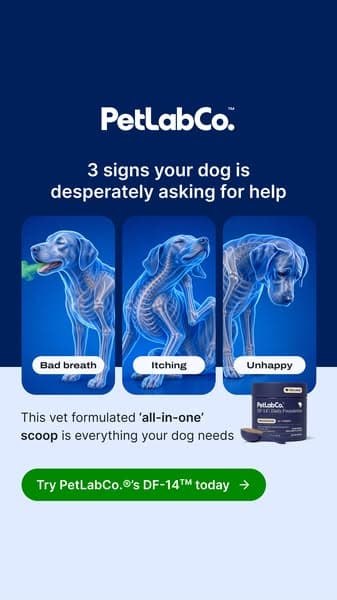 Vet formulated “all in 1” scoop is everything your dog needs